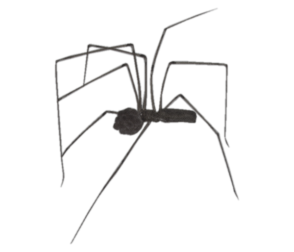 Araña patas largas