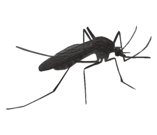 Mosquito